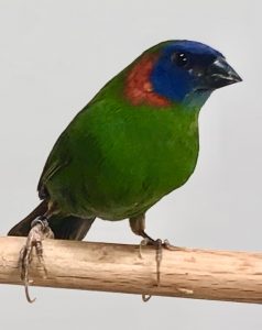 Diamante coloria