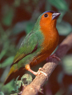 Diamante del bambù