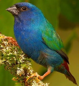 Diamante di Tanimbar